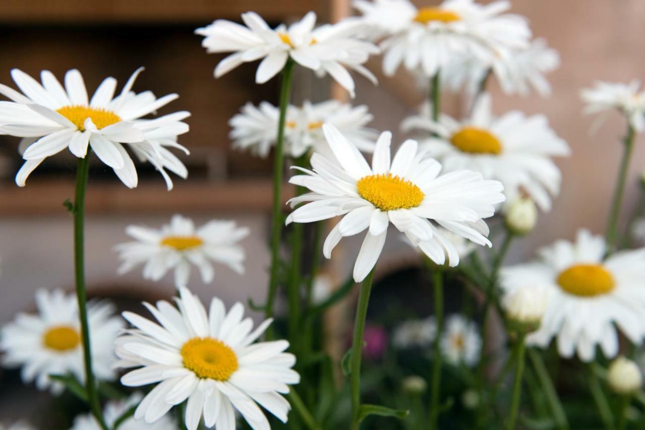 Girasole Villa Limni  Bagian luar foto